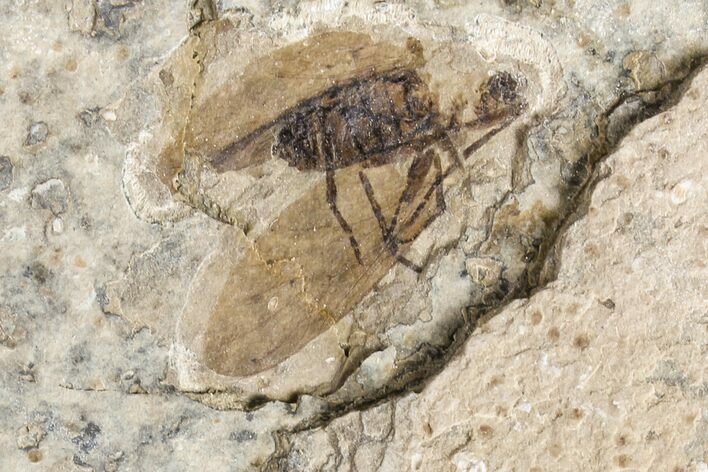 Fossil March Fly (Plecia) - Green River Formation #154414